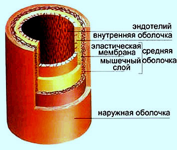 Разрез артерии