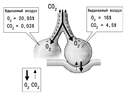 Газообмен в легких