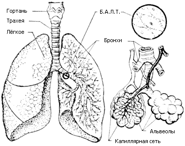 Органы дыхания человека Органы дыхания человека