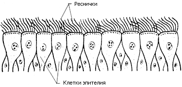 Эпителий трахеи в электронном сканирующем микроскопе Эпителий трахеи в электронном сканирующем микроскопе