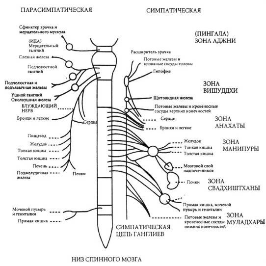 Связь Иды и Пингалы с нервной системой