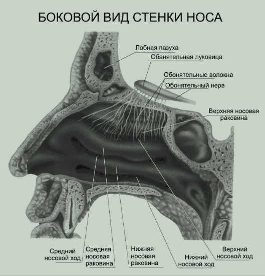 Боковой вид стенки носа Боковой вид стенки носа