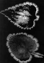 Снимок двух листов расстений