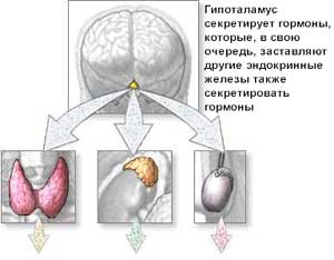 Периферическое звено эндокринной системы - щитовидная железа, кора надпочечников, а также яичники и яички, железы, паращитовидные железы, b-клетки островков поджелудочной железы. Периферическое звено эндокринной системы - щитовидная железа, кора надпочечников, а также яичники и яички, железы, паращитовидные железы, b-клетки островков поджелудочной железы.