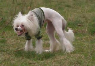 паховая собаченка