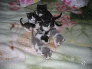 котяты